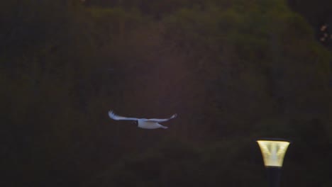 Eine-Einzelne-Lachmöwe-Fliegt-An-Einem-Wunderschönen-Abend-Um-Puerto-Madryn-Mit-Atemberaubendem-Himmel