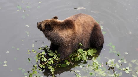 Weiblicher-Braunbär,-Der-Einen-Ast-Kaut.-Alaska