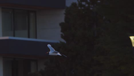 Pair-of-Black-headed-Gulls-flying-over-street-lights-in-a-urban-setup-at-puerto-madryn-in-slow-motion