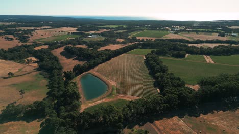 drone-shot-over-vineyards-in-Margaret-River-wine-region-in-Western-Australia-in-summer