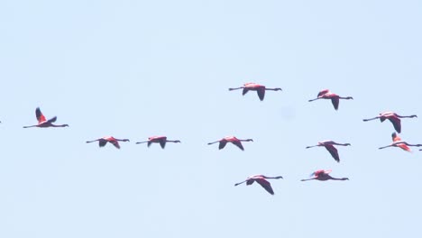 Sie-Folgen-Einem-Schwarm-Chilenischer-Flamingos,-Die-In-Einer-Formation-Gegen-Den-Klaren-Blauen-Himmel-In-Puerto-Madryn-Fliegen