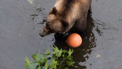 Female-brown-bear,-summertime,-Alaska
