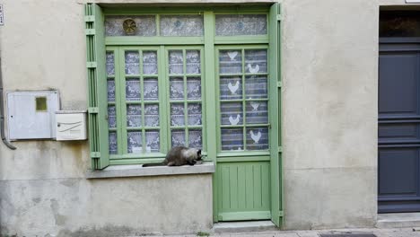 Dark-gray-black-cat-on-a-windowsill-sitting-on-a-bowl-in-France