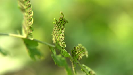 Farnpflanzen-Haben-Unter-Ihren-Blättern-Pollen,-Die-Anschließend-Abfallen-Und-Auf-Dem-Boden-Neue-Farnpflanzen-Bilden