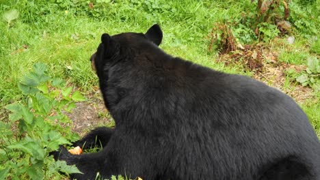 Black-Bear-eating-.-Sitka,-Alaska