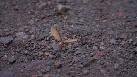 Die-Geflügelte-Termite-Oder-Fliegende-Ameise-Oder-„Laron“-Befand-Sich-Nach-Dem-Regen-Mit-Ausgebreiteten-Flügeln-Auf-Felsigem-Boden