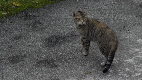 Tabby-Katze-Sucht-Nach-Beute-Und-Klettert-Eine-Wand-Hinauf,-Um-In-Laib-Position-Zu-Sitzen