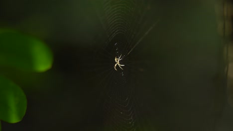 Die-Spinne-Sitzt-In-Ihrem-Netz,-Um-Ihre-Beute-Zu-Fangen