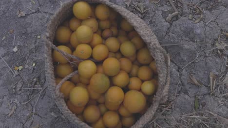 Cesta-De-Mimbre-De-Madera-Flexible-Llena-De-Frutas-De-Color-Naranja-En-El-Jardín-Arabia-Saudita-Persa-Gente-Local-Jugo-Fresco-Fruta-Orgánica-Saludable-Vitamina-C-Cesta-De-Madera-De-Mimbre-Agricultura-Tradicional-Mercado-De-Agricultores