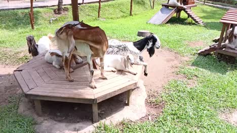 Goats-in-their-cage-on-an-animal-farm