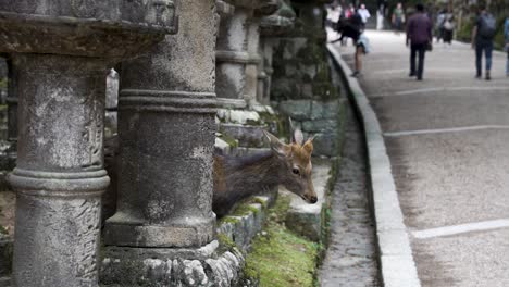 Wildhirsche-Verbeugen-Sich-Vor-Vorbeikommenden-Touristen-Im-Nara-Park-Entlang-Des-Weges