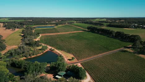 drone-shot-over-a-vineyard-in-Margaret-River,-wine-region-in-Western-Australia