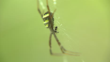 Die-Spinne-Sitzt-In-Ihrem-Netz,-Um-Ihre-Beute-Zu-Fangen