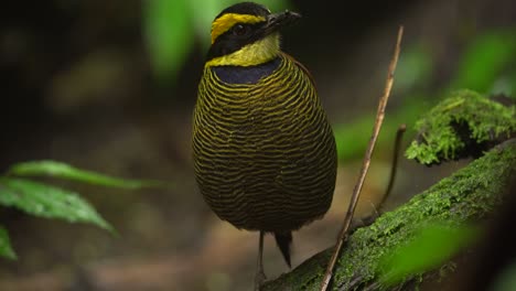 a-javan-banded-pitta-bird-with-yellow-and-black-striped-feathers-is-standing-quietly-alone