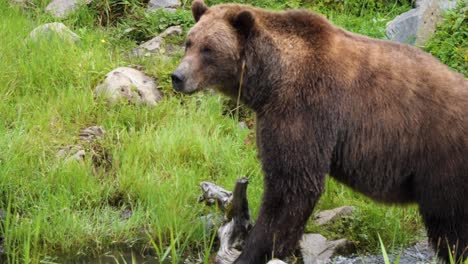 Weiblicher-Braunbär,-Der-Langsam-Im-Seichten-Wasser-Eines-Alaska-Teichs-Läuft