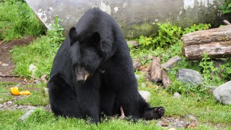 Black-bear-sitting.