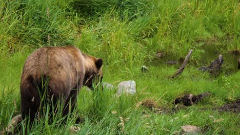 Female-brown-bear-walking.-Alaska