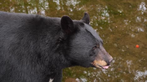 Nahaufnahme-Eines-Schwarzbären