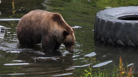 Brown-bear-walking-through-a-pond.-Slow-motion