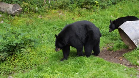 Slow-motion-of-2-Black-Bears.-Alaska