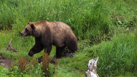 Big-female-brown-bear-walking-through-the-tall-grass