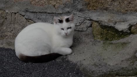 Weiße-Katze-Sitzt-Auf-Dem-Bürgersteig-Und-Erwacht-Aus-Einem-Nickerchen-Neben-Einer-Wand