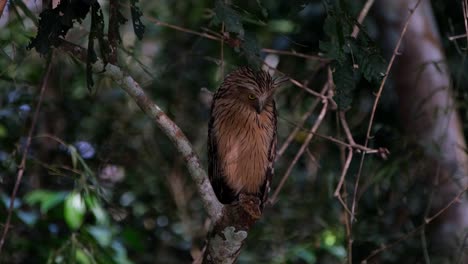 Perched-on-top-of-a-broken-branch-looking-down-as-the-light-transitioned-from-dark-to-light,-Buffy-Fish-Owl-Ketupa-ketupu,-Thailand