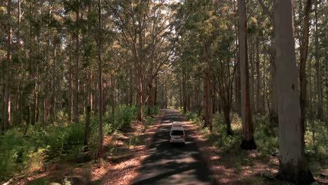 Drohnenaufnahme-Folgte-Einem-Lieferwagen,-Der-Durch-Karri-Bäume-In-Westaustralien-Fuhr