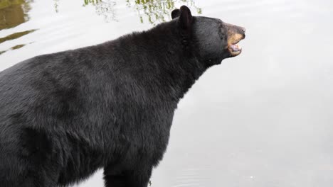 Black-Bear-eating-.-Alaska
