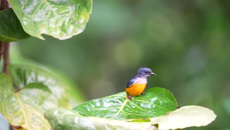 a-small,-agile-male-orange-bellied-flowerpecker-is-bathing-on-a-green-leaf