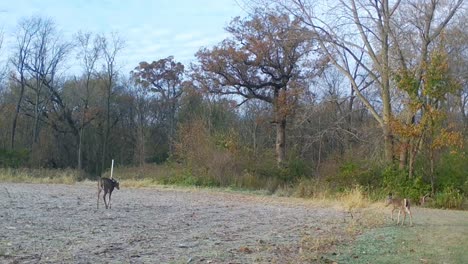 Two-white-tail-deer-grazing-at-the-edge-of-a-harvested-field-in-upper-Midwest