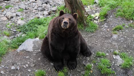 Big-male-brown-bear-looking-at-the-camera