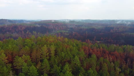 Ein-Dichter-Wald-Mit-Grünen-Und-Braunen-Bäumen-Unter-Einem-Bewölkten-Himmel