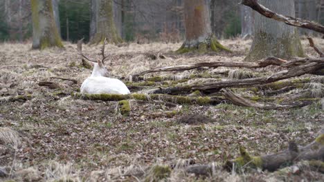Rare-white-deer-in-the-Nature-Reserve-Schönbuch-near-the-city-of-Stuttgart-in-southern-Germany