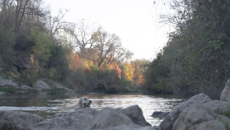 Wet-golden-retriever-dog-swimming-in-river-creek