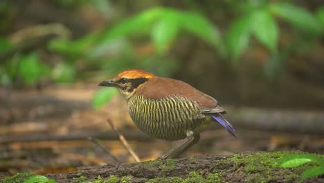 a-javan-banded-pitta-bird-is-eating-worms-deliciously