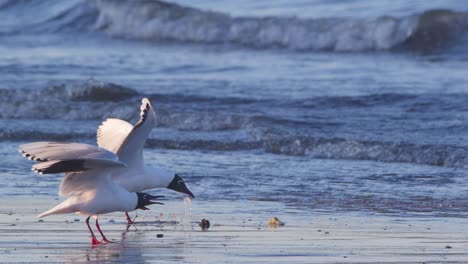 Pair-of-Black-Headed-Gulls-landing-Insync-and-displaying-to-each-other-at-beach-puerto-madryn