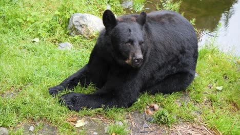Black-Bear-eating-.-Alaska