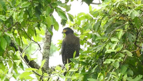 a-crested-serpent-eagle-was-lurking-wuth-its-sharp-eyes-behind-the-leaves-of-a-tall-tree