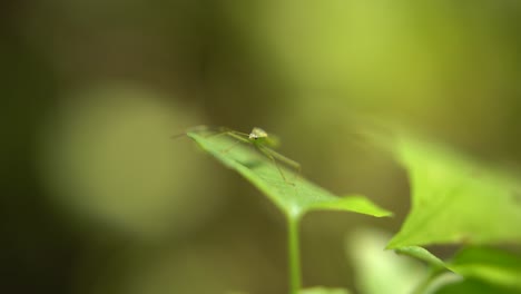 An-insects-sits-on-a-leaf
