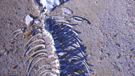 Top-Down-view-of-the-old-Skeleton-of-Sperm-Whale-on-the-beach-of-bahia-bustamante
