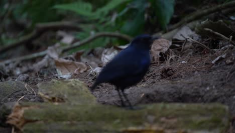 a-javan-whistling-thrush-bird-whose-image-was-blurry-at-first-and-then-became-clear