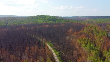 An-aerial-view-of-a-forest-with-a-mix-of-green-and-brown-trees,-possibly-due-to-seasonal-changes-or-effects-of-a-wildfire