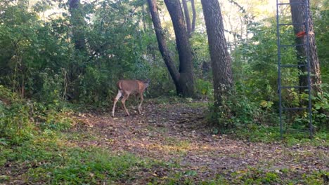 Young-White-Tail-Deer-cautiously-walking-along-trail-in-the-woods-in-the-Upper-Midwest-in-early-autumn