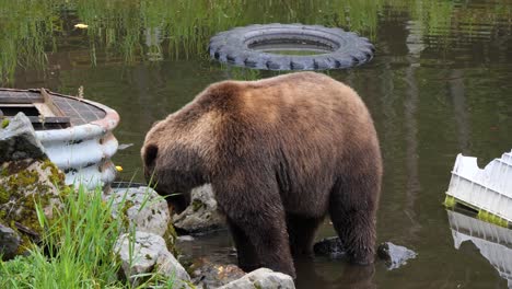 Brown-bear-eating-meat.-Alaska