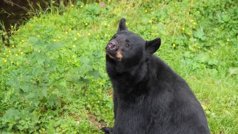 Black-Bear-sniffing-the-air