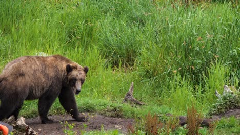 Brown-bear-walking-slowly-in-Alaska