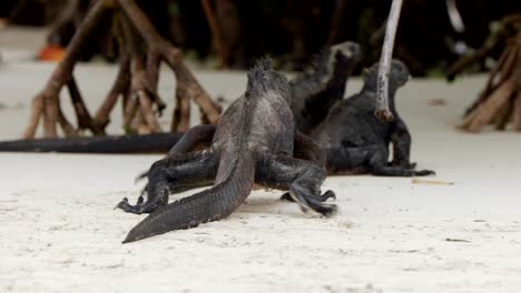 A-wild-marine-iguana-walks-along-the-beach-on-Santa-Cruz-Island-in-the-Galápagos-Islands
