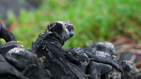 A-group-of-wild-marine-iguanas-sit-on-top-of-each-other-on-Santa-Cruz-Island-in-the-Galápagos-Islands