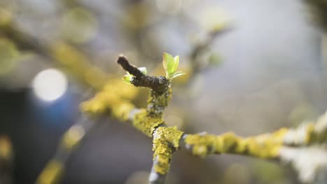 The-video-clip-shows-a-beautifully-mossy-branch-with-a-flowering-bud,-which-moves-slightly-in-the-spring-wind
